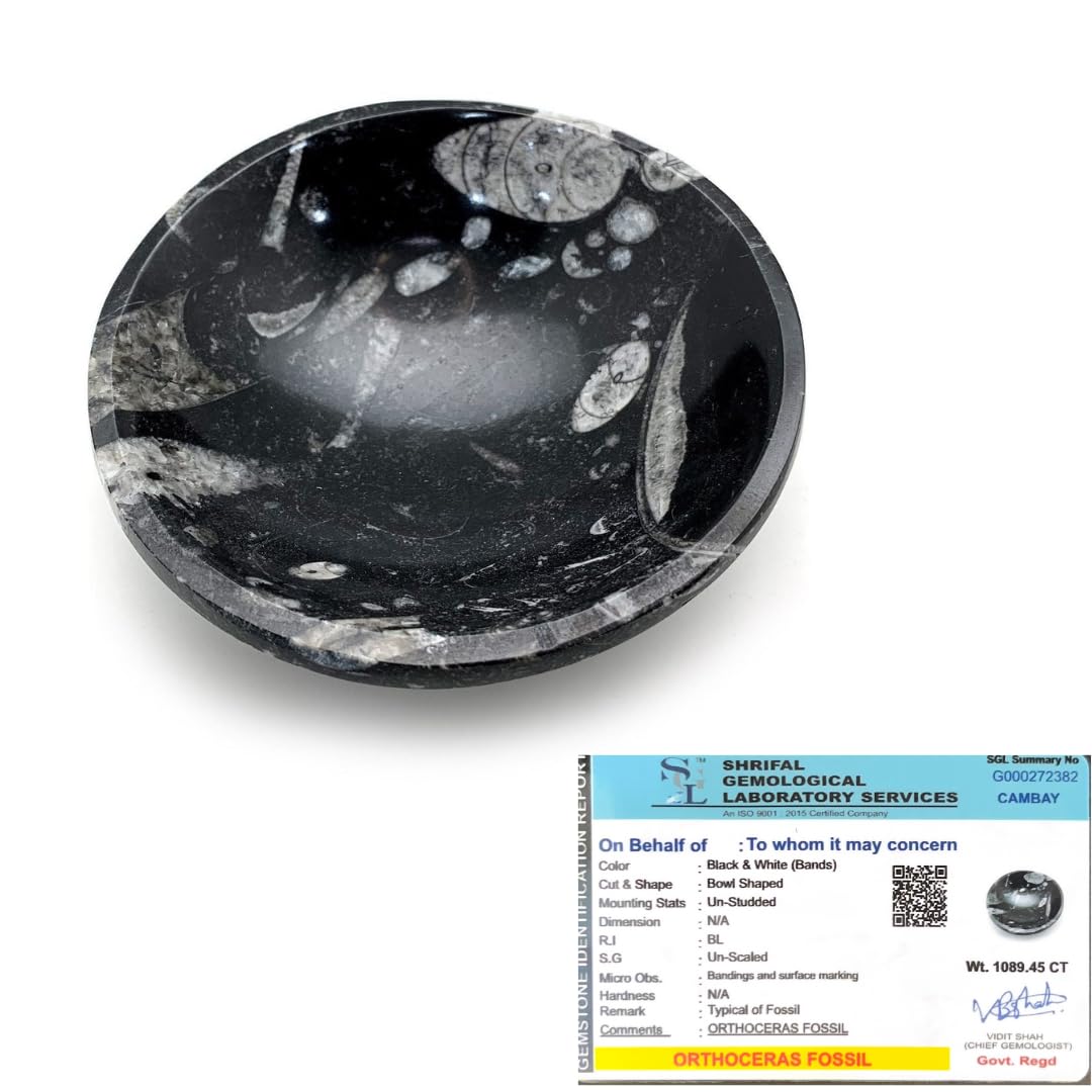 Orthoceras Bowl - Certified Orthoceras Fossil Kuber Bowl with Certificate for Prosperity, Wealth and Success (Kuber Bowl)