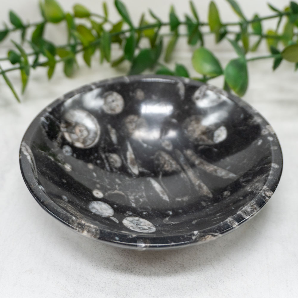 Orthoceras Bowl - Certified Orthoceras Fossil Kuber Bowl with Certificate for Prosperity, Wealth and Success (Kuber Bowl)