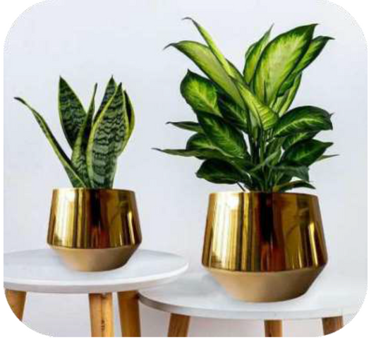 Planter Set - Set of 2